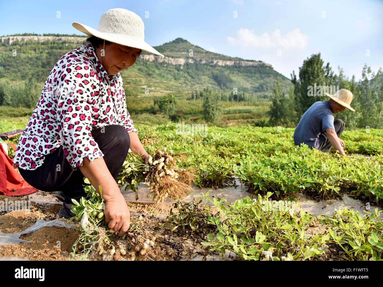 Zaozhuang, la Cina della provincia dello Shandong. 8 Sep, 2015. Gli agricoltori raccolgono le arachidi in campo nella città di Zaozhuang, est della Cina di Provincia di Shandong, Sett. 8, 2015. Oggi è il "bianco rugiada,' il xv termine solare in calendario lunare, indicando approccio per il raccolto autunnale. © Liu Mingxiang/Xinhua/Alamy Live News Foto Stock