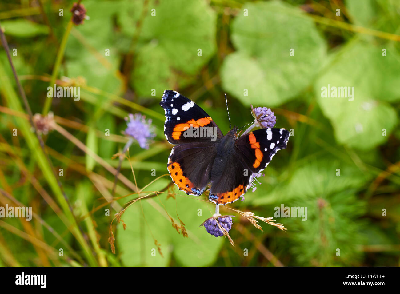 Vanessa Atalanta, Rosso Admiral butterfly Foto Stock