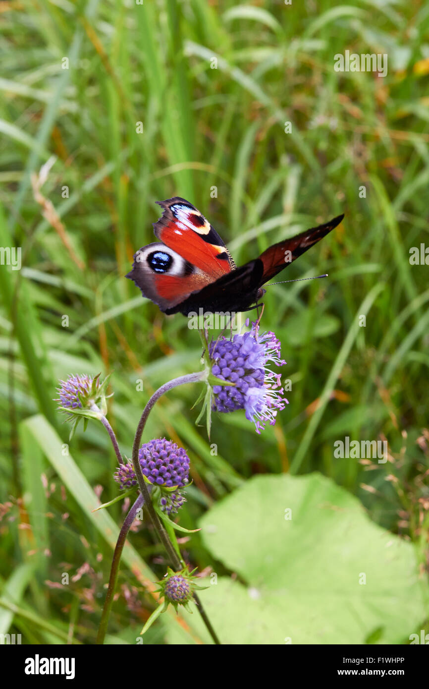 Aglais io, Europeo farfalla pavone Foto Stock