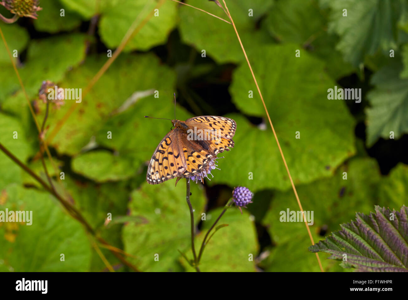 Argynnis aglaja, verde scuro fritillary butterfly Foto Stock