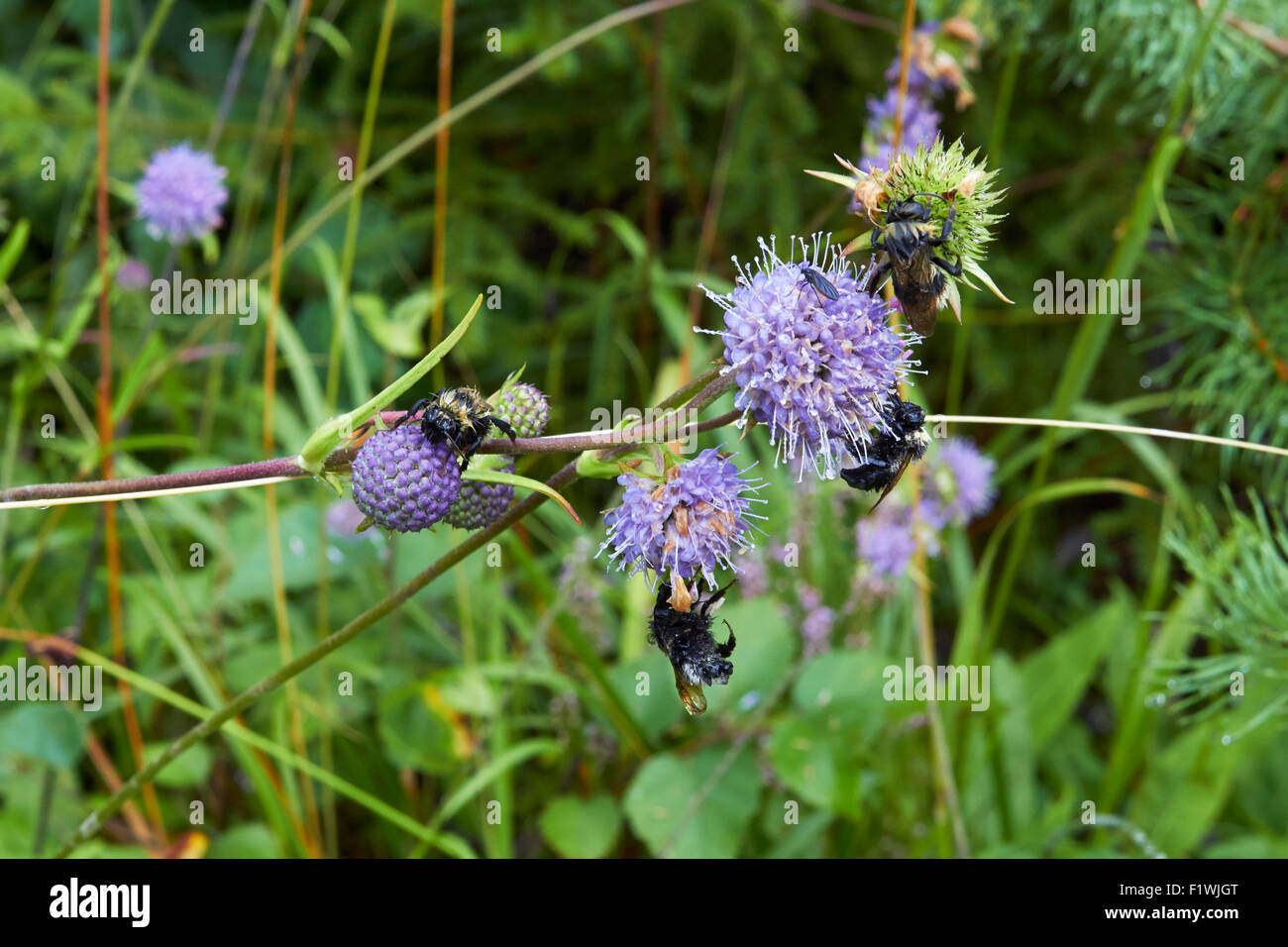 Wet bumblebees essiccazione fino a fiori dopo la pioggia Foto Stock