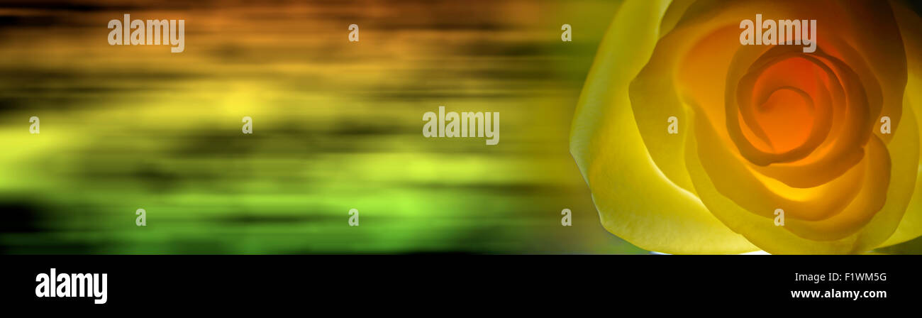 Rosa gialla close up su sfondo bokeh di fondo Foto Stock