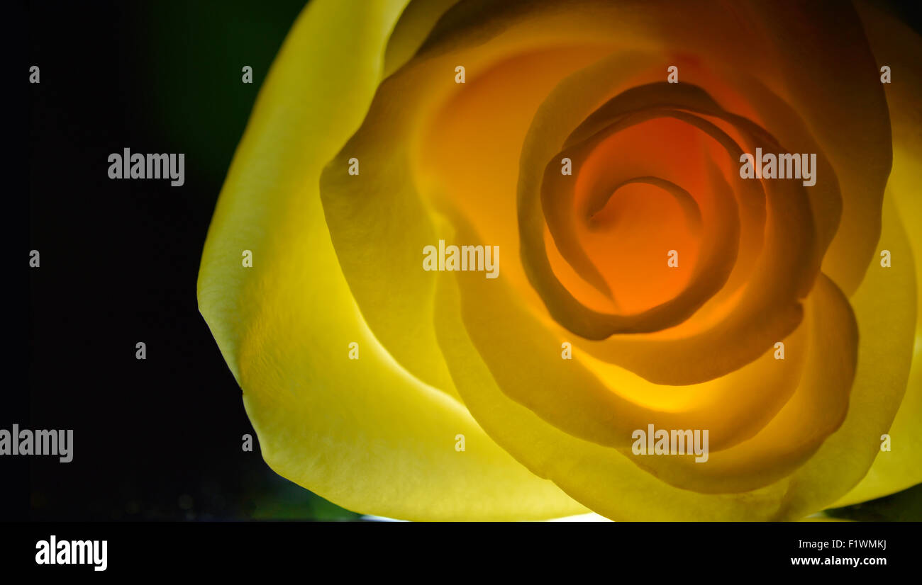 Rosa gialla close up su sfondo nero Foto Stock