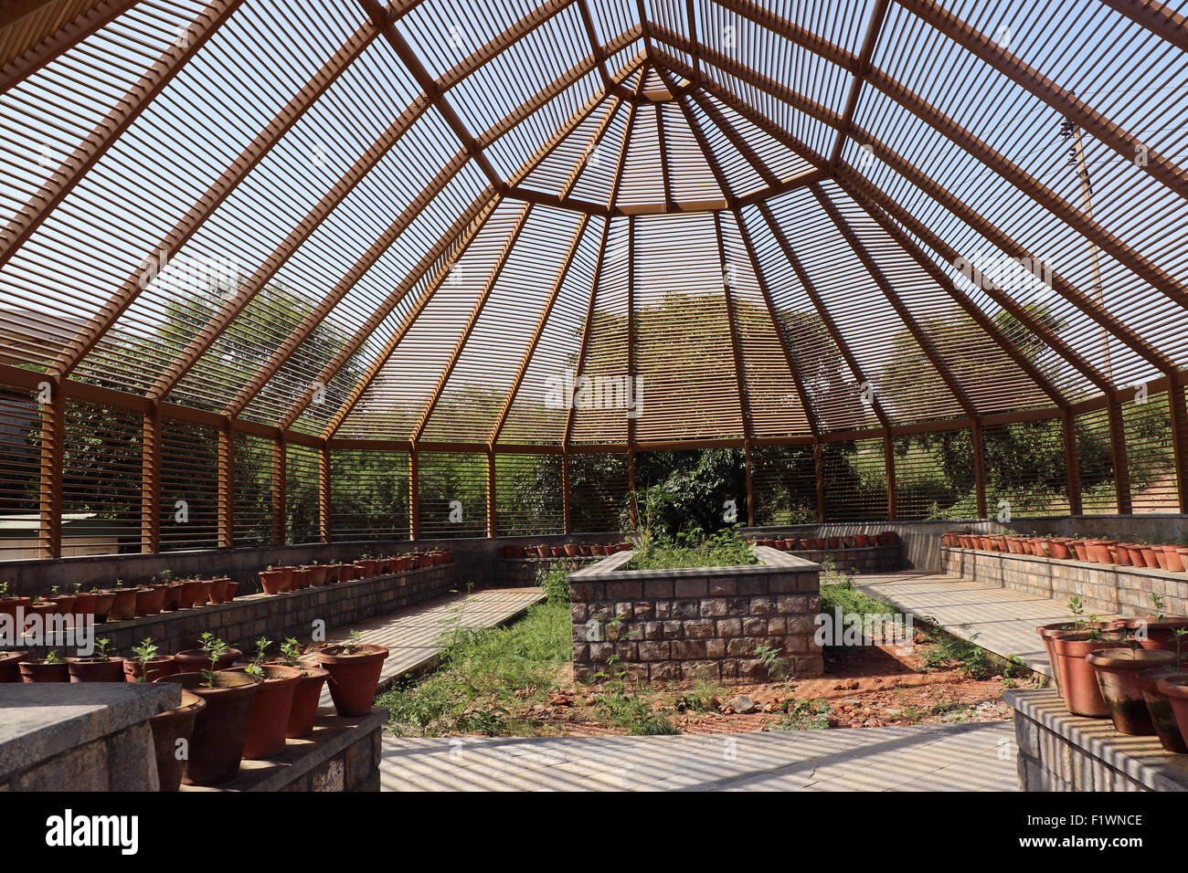 Scuola materna della pianta Foto Stock