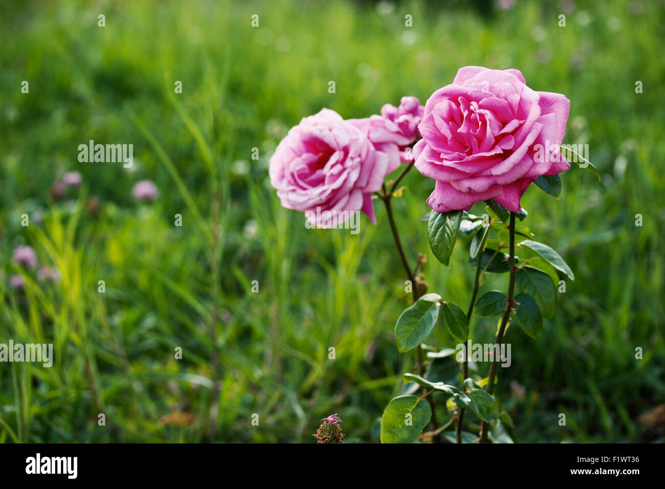 Le rose rosa sull'erba verde dello sfondo. Foto Stock