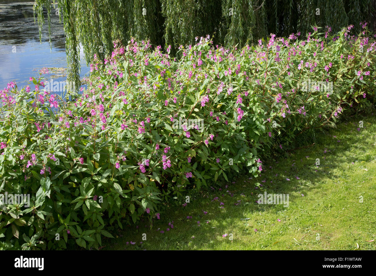 Himalayan piante Balsamina Impatiens glandulifera invade rive del fiume Avon Stoneleigh Abbey Regno Unito Foto Stock