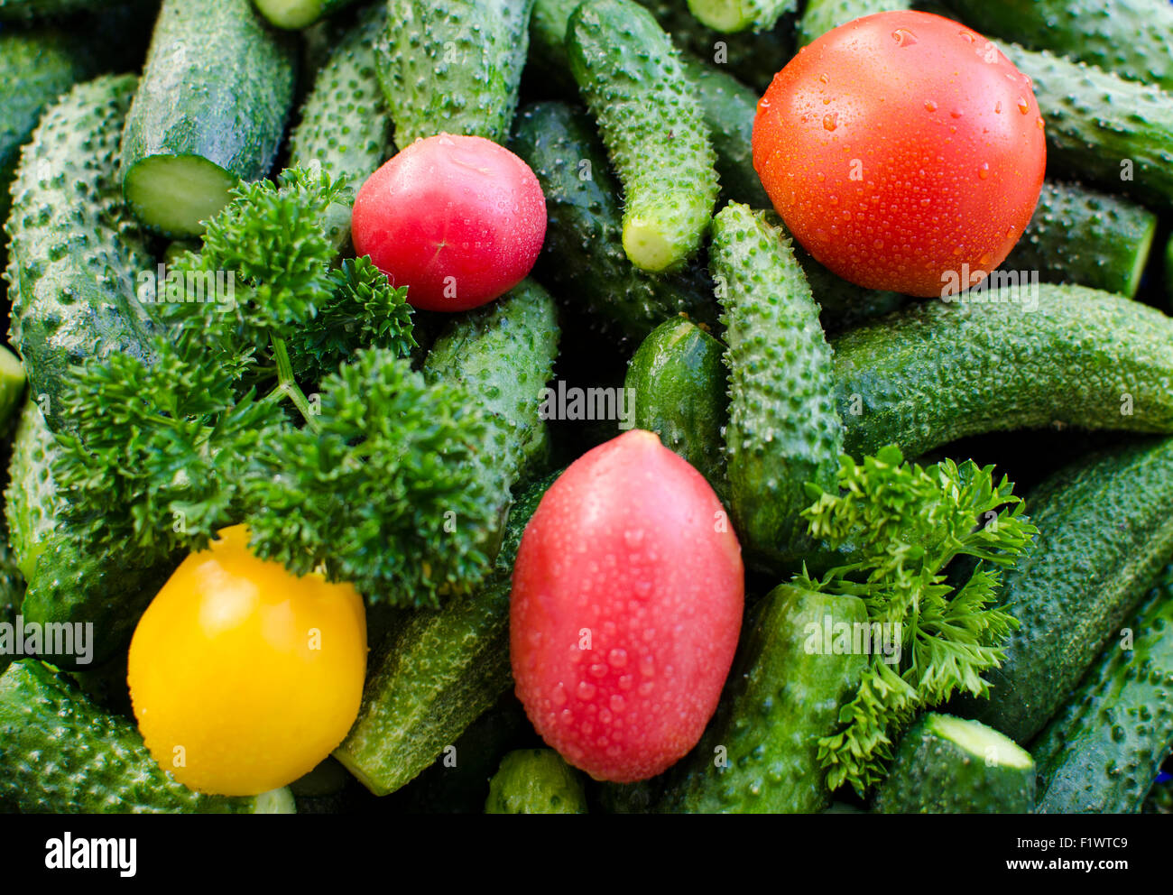 Pomodori, cetrioli, freschi,verdura,finocchio,prezzemolo,cibo,piante,kitchen garden Foto Stock