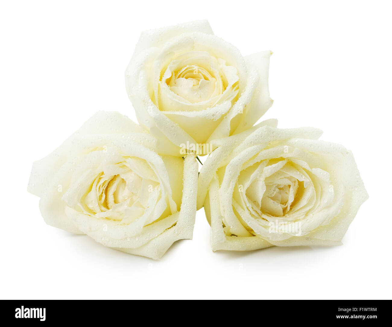 Rose bianche isolate su uno sfondo bianco. Foto Stock