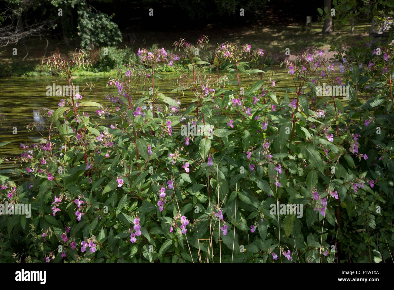 Himalayan piante Balsamina Impatiens glandulifera invade rive del fiume Avon Stoneleigh Abbey Regno Unito Foto Stock