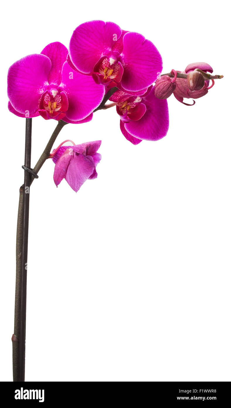 Pink orchid isolato su uno sfondo bianco. Foto Stock