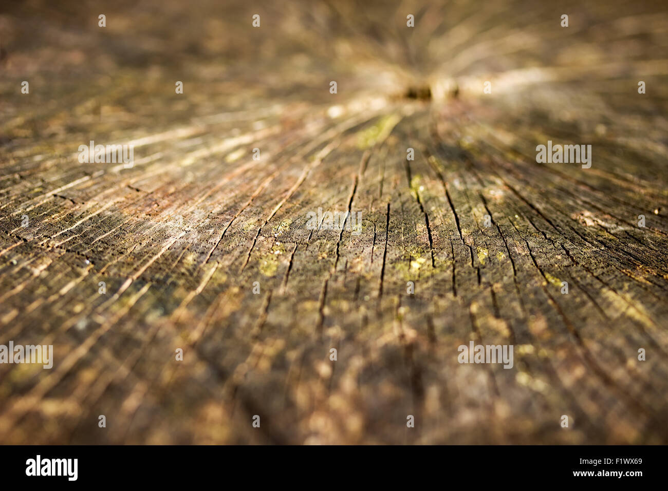 La texture di legno di legno tagliato vicino fino ad albero tronco di nucleo la configurazione di sfondo vecchia natura cerchio bianco anello di materiale moncone slice visualizza Foto Stock
