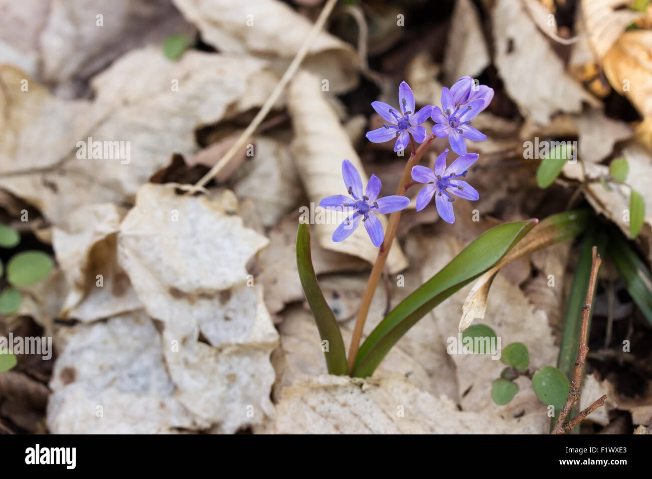 Close up bluebell in legno. Foto Stock
