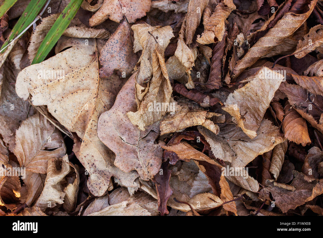 Primo piano di foglie essiccate in un legno. Foto Stock