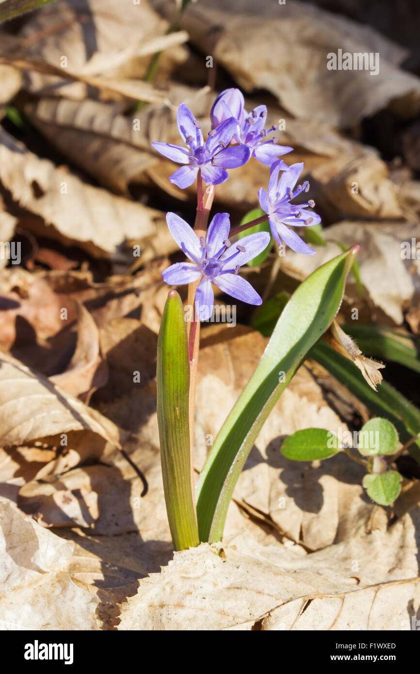 Close up bluebell in legno. Foto Stock