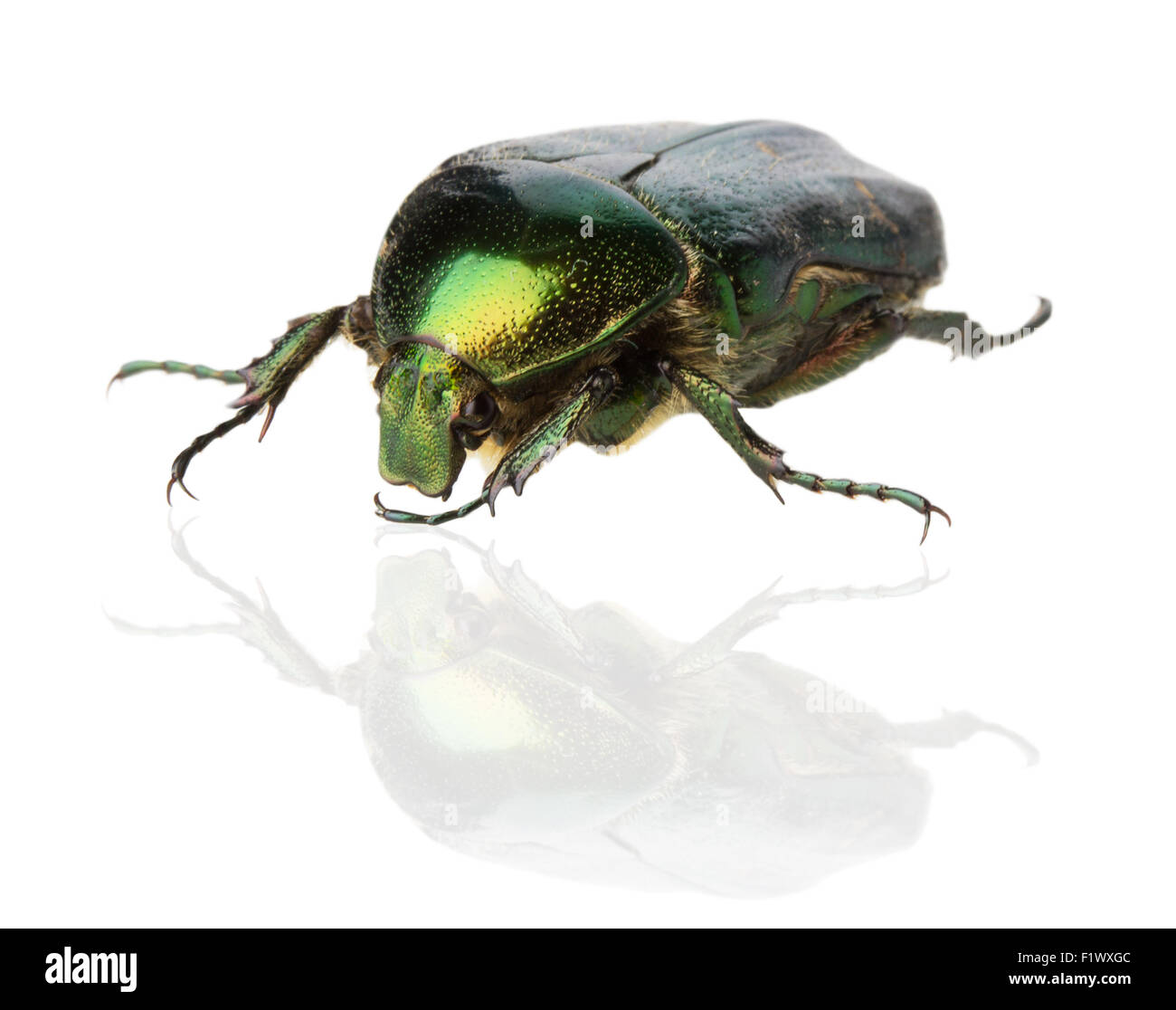 Rose (chafer cetonia aurata) sullo sfondo bianco. Foto Stock