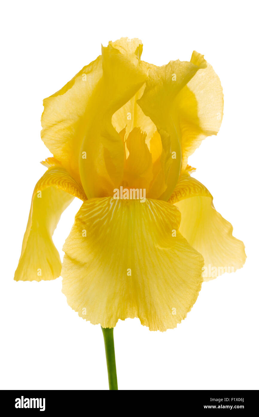 Iris gialla isolato su uno sfondo bianco. Foto Stock