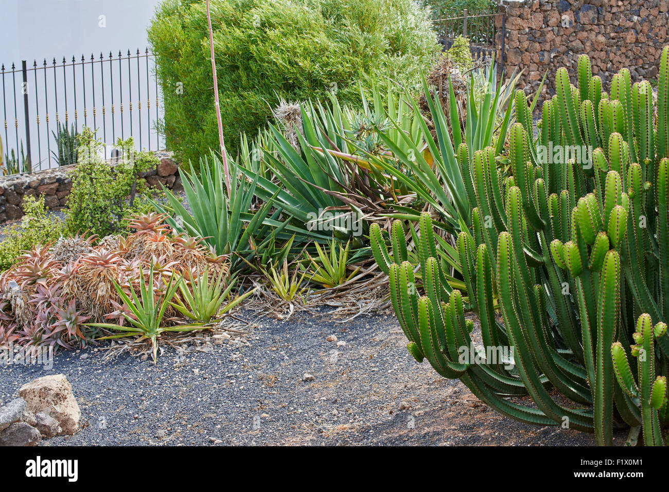 Un tipico giardino Lanzaroten con cactii e altre piante. Foto Stock