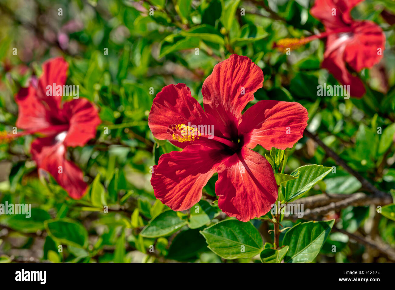 Il Portogallo, Algarve fiori di ibisco Foto Stock