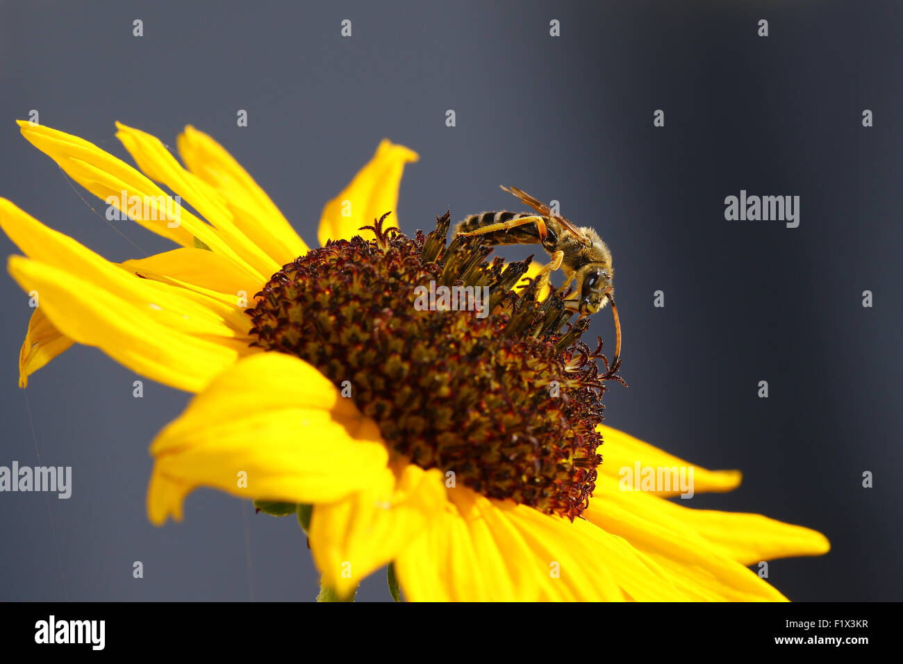 Wasp su un girasole Foto Stock