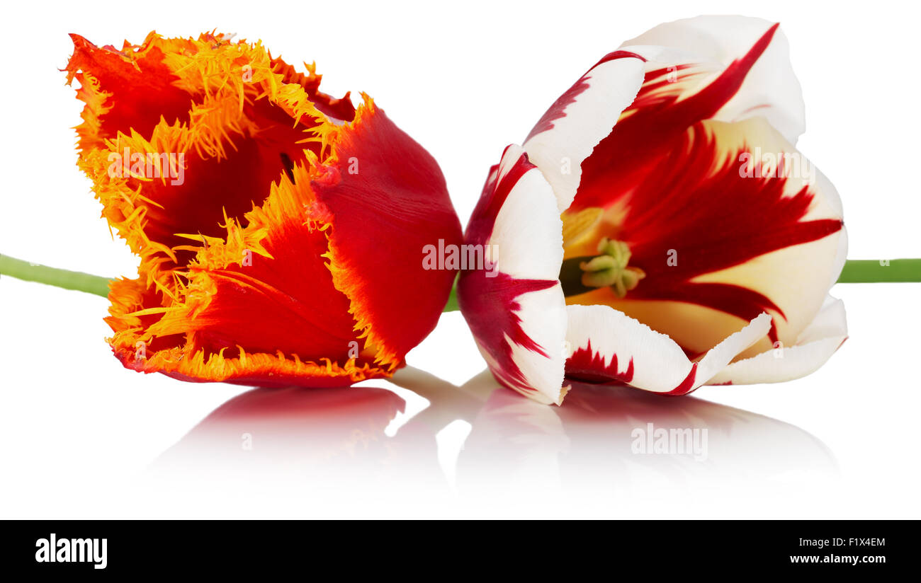 Rosso con l'arancione e il rosso con il bianco tulipani. Foto Stock