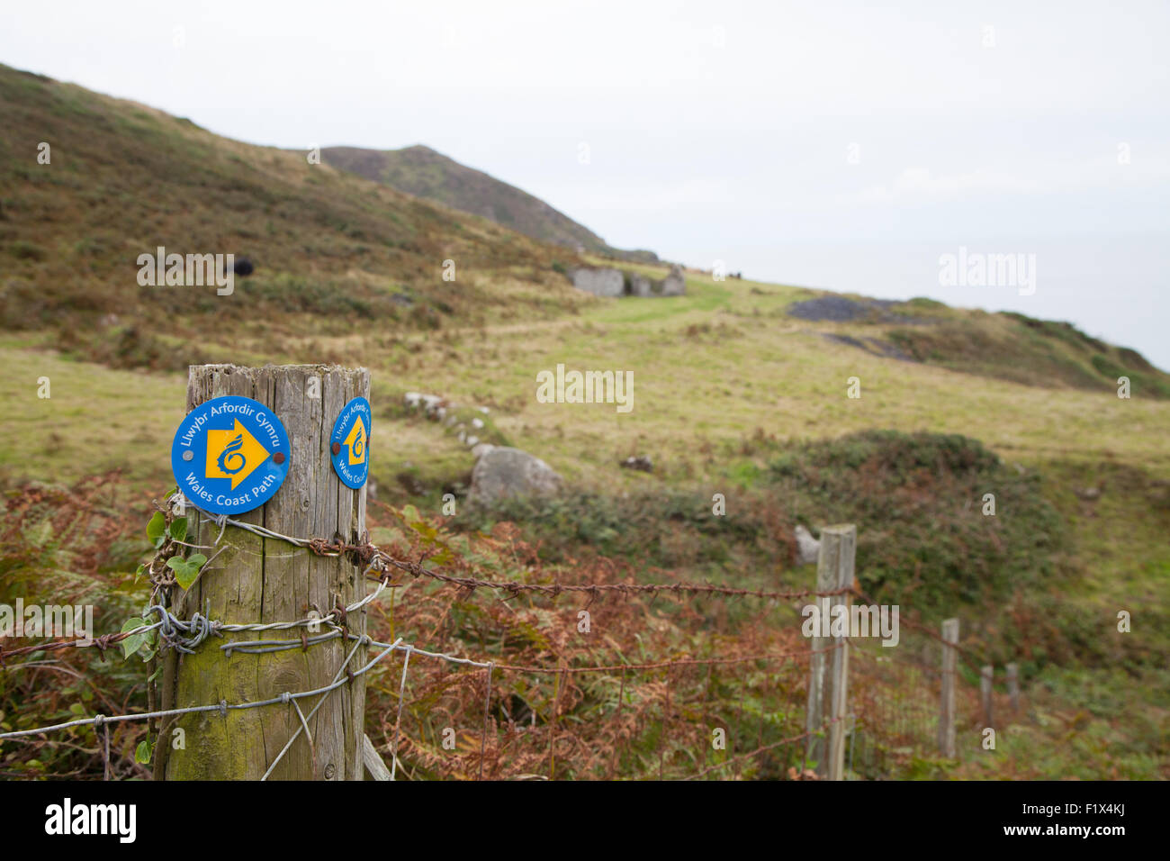 Il Galles sentiero costiero waymarker / il sentiero che conduce a Porth Ysgo, Llanfaelrhys, Aberdaron, Llyn Peninsula, Galles Foto Stock