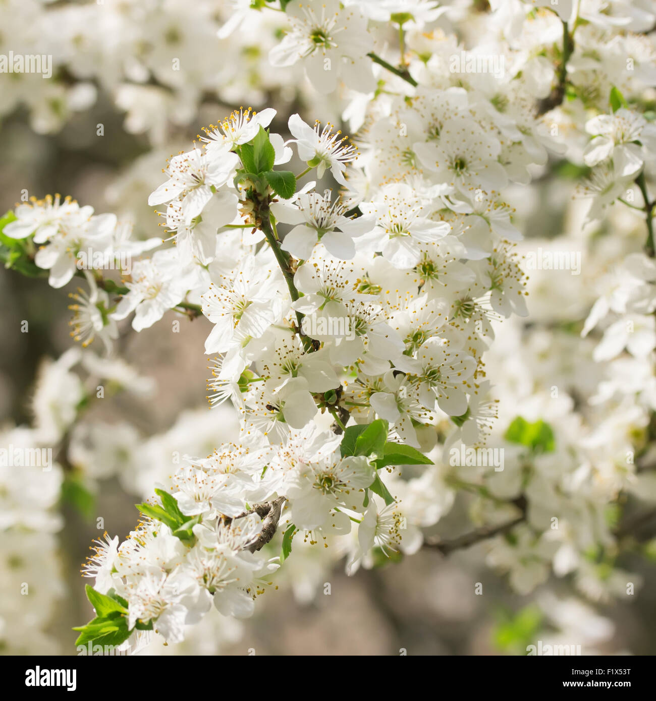 Chiusura del fiore di ciliegio. Foto Stock
