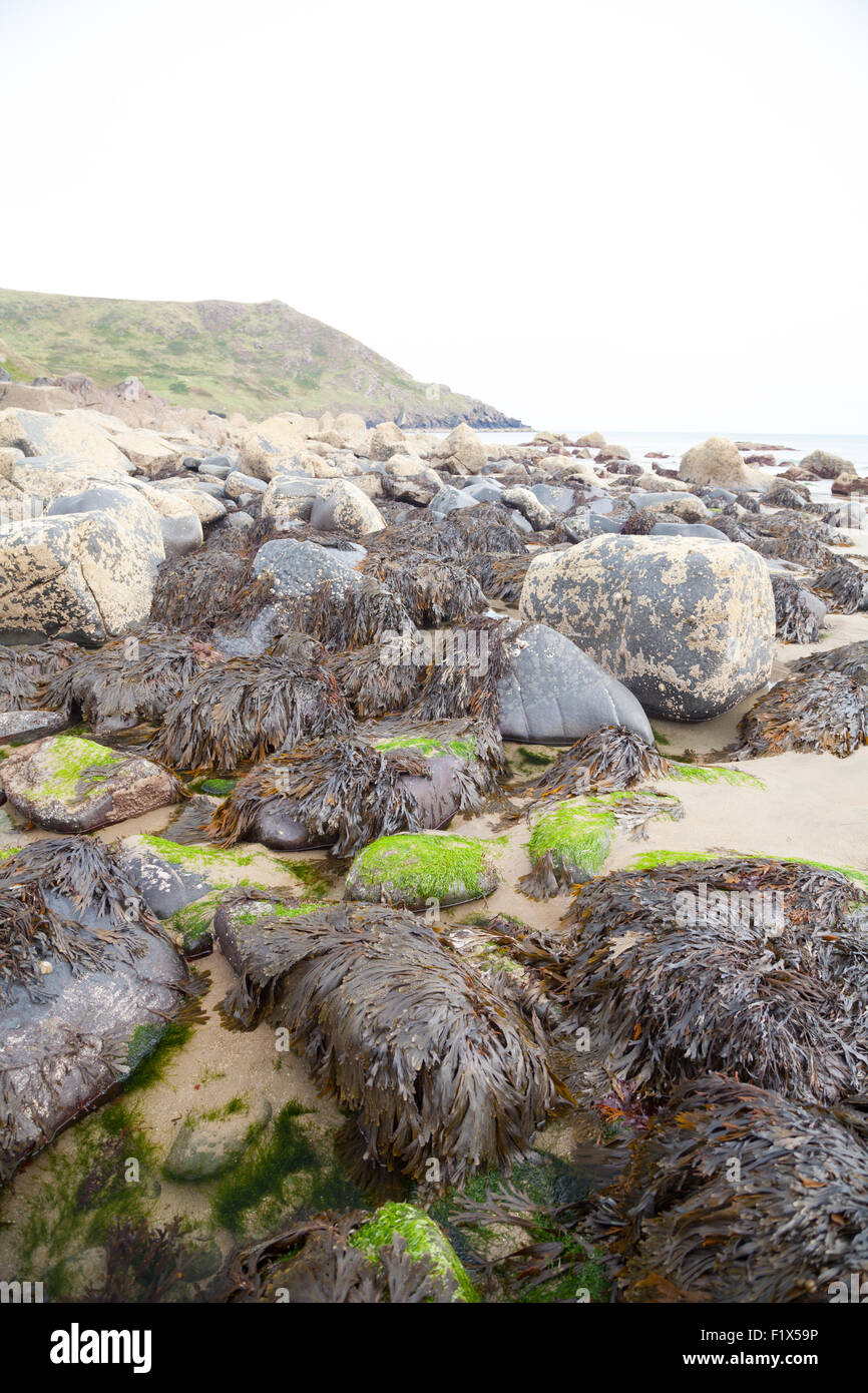 Spiaggia e rocce ricoperte di alghe verdi, cirripedi & patelle a Porth Ysgo, Llanfaelrhys, Aberdaron, Llyn Peninsula, Galles Foto Stock