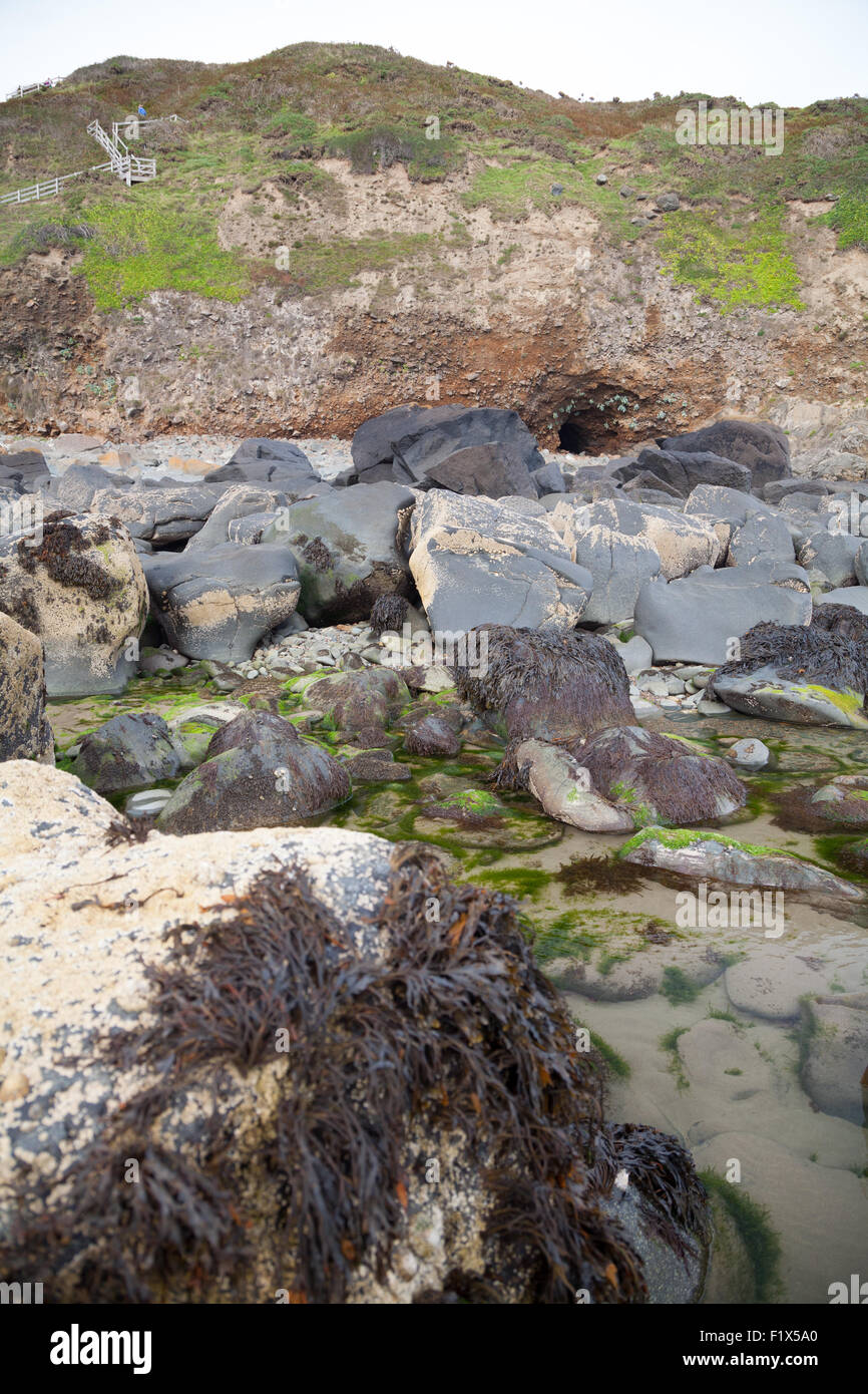 Spiaggia e rocce ricoperte di alghe verdi, cirripedi & patelle a Porth Ysgo, Llanfaelrhys, Aberdaron, Llyn Peninsula, Galles Foto Stock