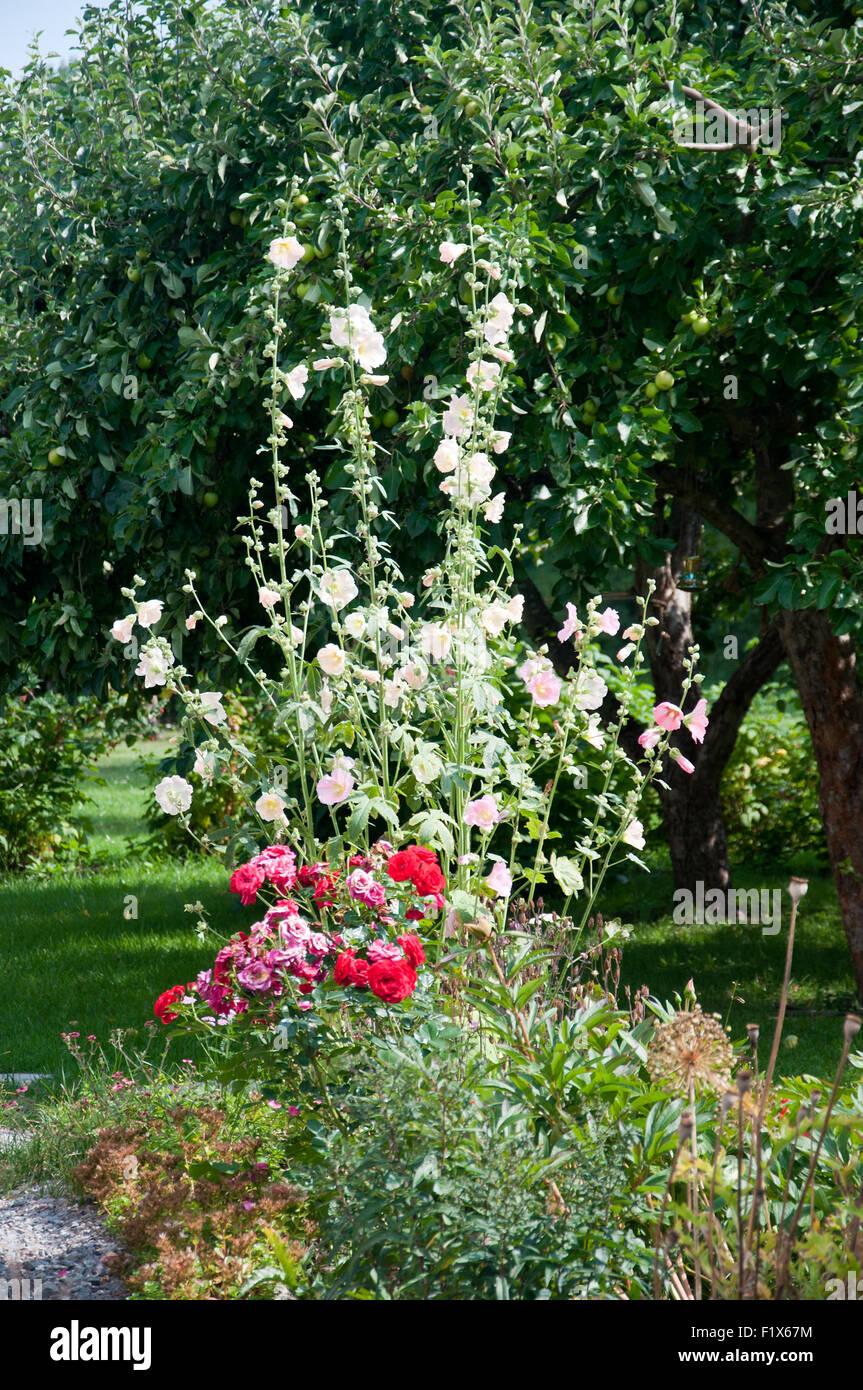 Hollyhock rosa fiori nel giardino in maggio, Svezia. Foto Stock