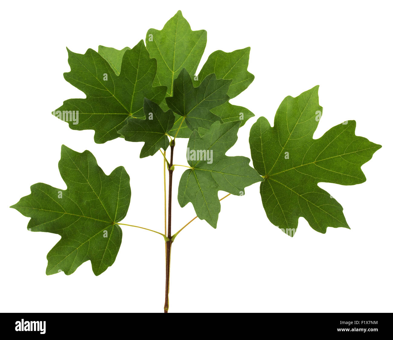 Il ramo con il verde delle foglie di acero. Foto Stock