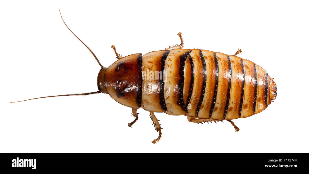 Madagascar scarafaggio isolato su uno sfondo bianco. Foto Stock