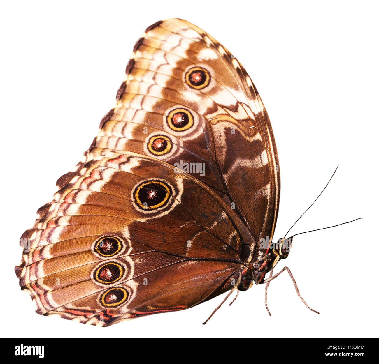 Brown butterfly isolato su uno sfondo bianco. Foto Stock