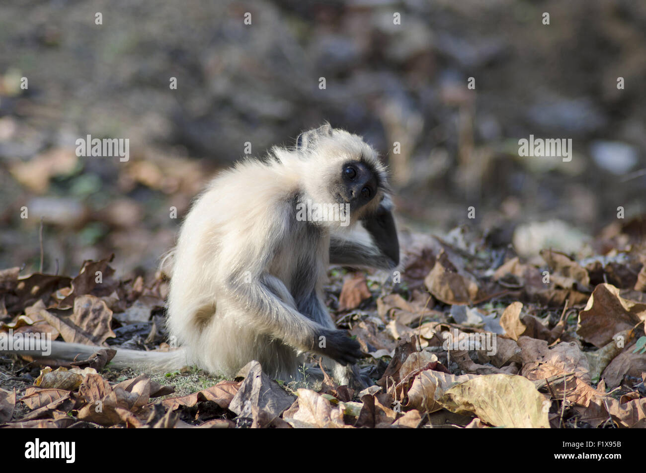 Comune, Langur Presbytis entellus, Nagzira Wild Life Santuario, Bhandara, vicino a Nagpur, Maharashtra, India Foto Stock