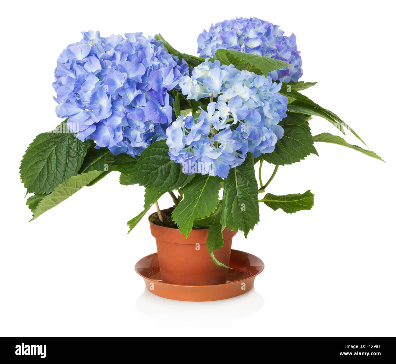 Bella Blu fiore di ortensie. Foto Stock