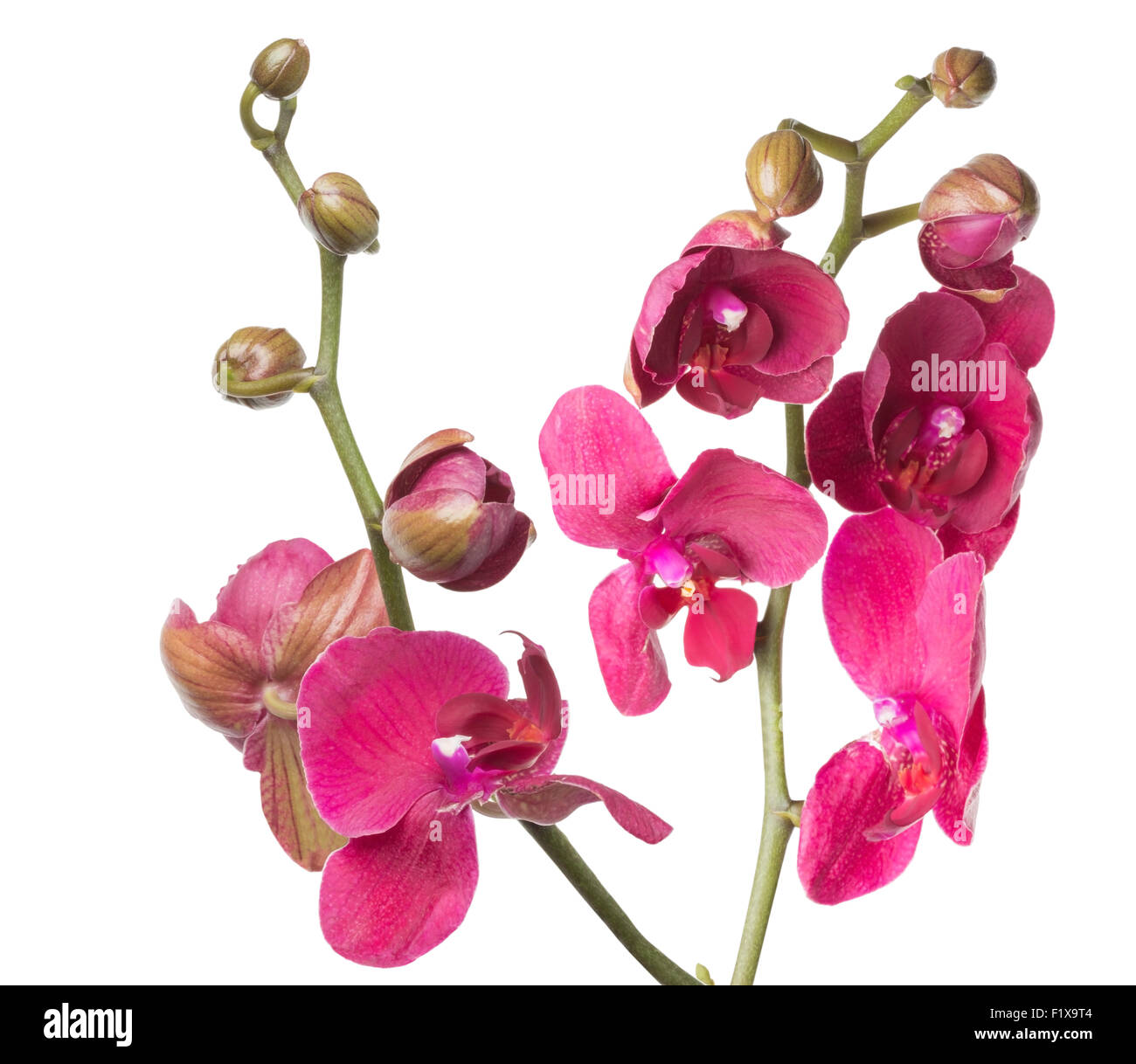 Orchidea rosa su sfondo bianco. Foto Stock