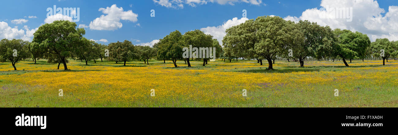 Vista panoramica di Alentejo alberi da sughero e fiori gialli, Portogallo Foto Stock