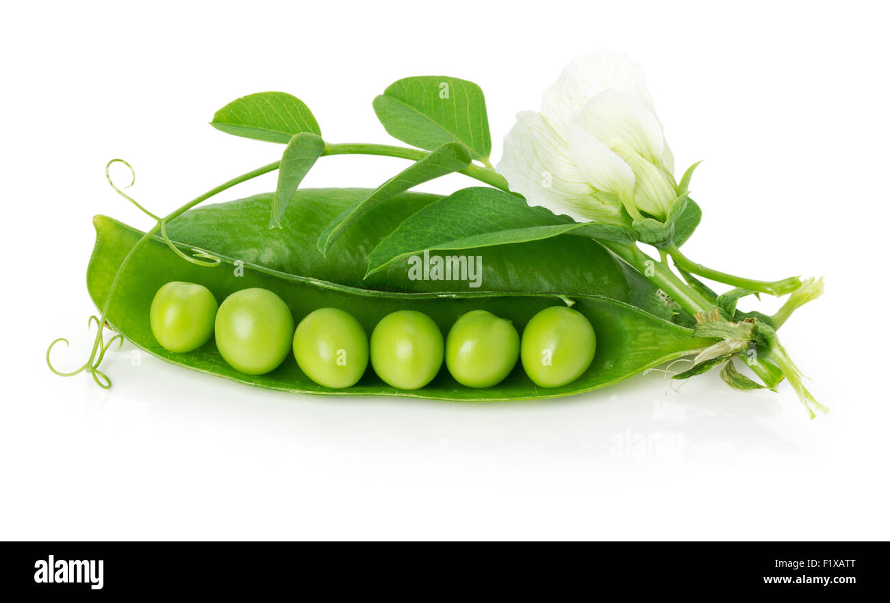 Mature di piselli verdi su sfondo bianco. Foto Stock