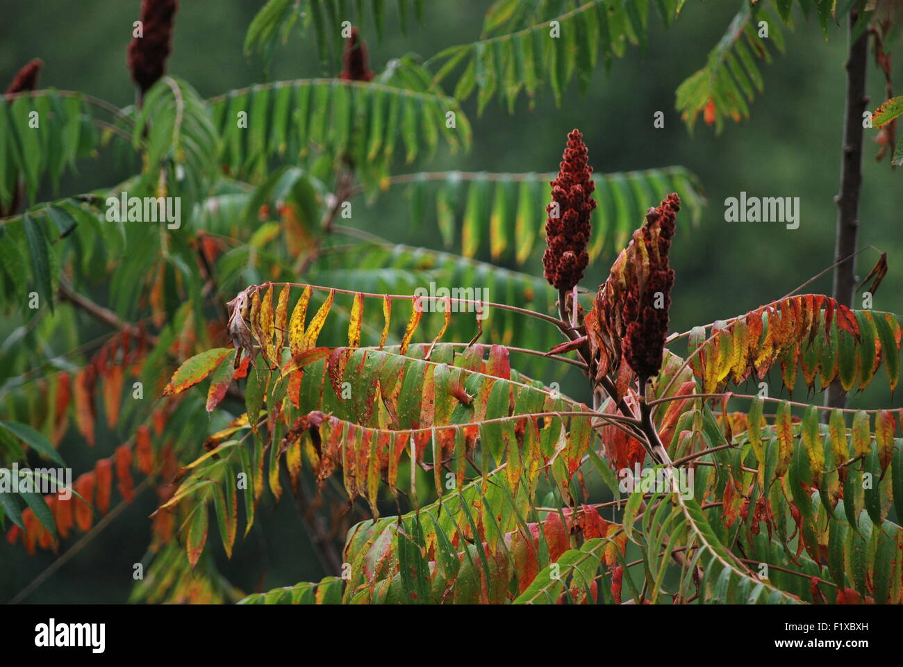 Un primo piano di fiori di colore rosso con qualche caduta delle foglie. Foto Stock