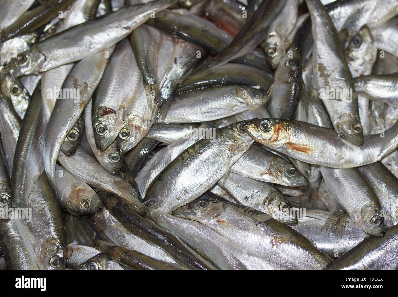 Nuovo spot greggio sul mercato del pesce. Foto Stock