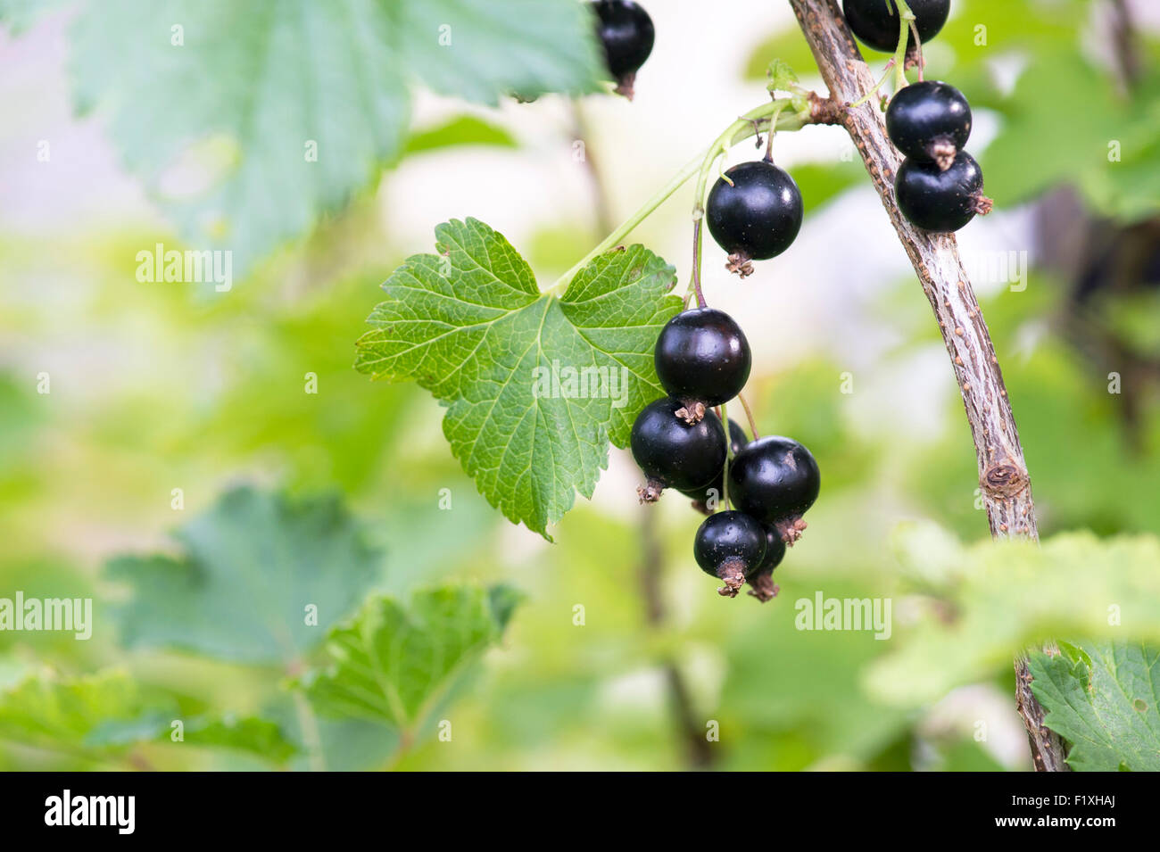 Ribes nigrum. Frutto di ribes nero su una boccola. Inghilterra Foto Stock