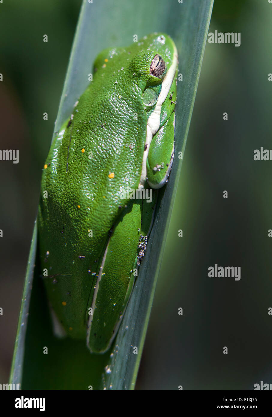 Fotografia macro di un American ranocchio verde seduto su di una levetta di Palm Foto Stock