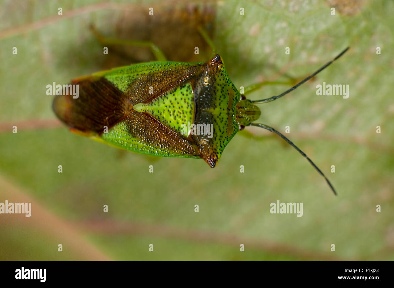 Green biancospino bug di protezione (Acanthosoma haemorrhoidale) su una foglia. Foto Stock