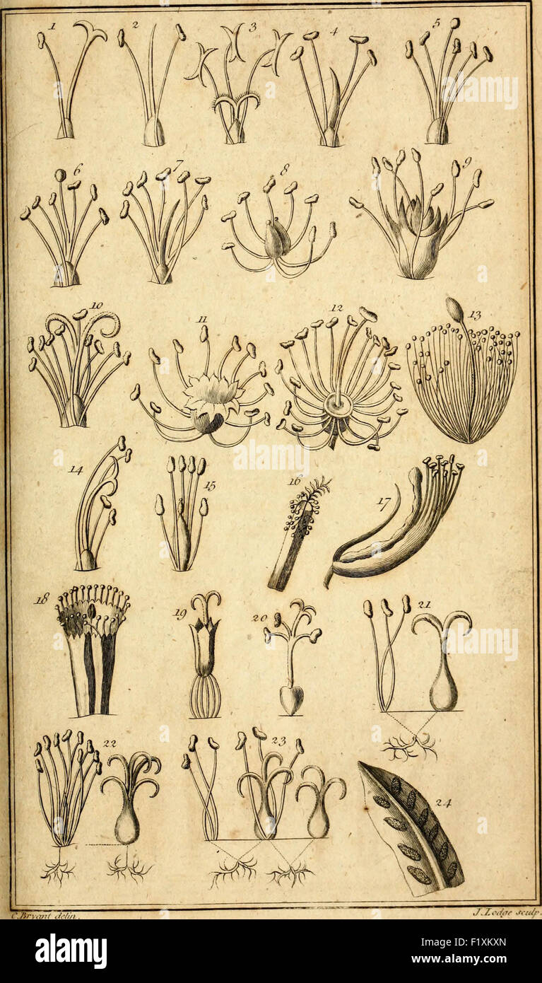 Gli elementi di botanica ... Essendo una traduzione della philosophia botanica e altri trattati del celebrato Linnaeus, a WH Foto Stock