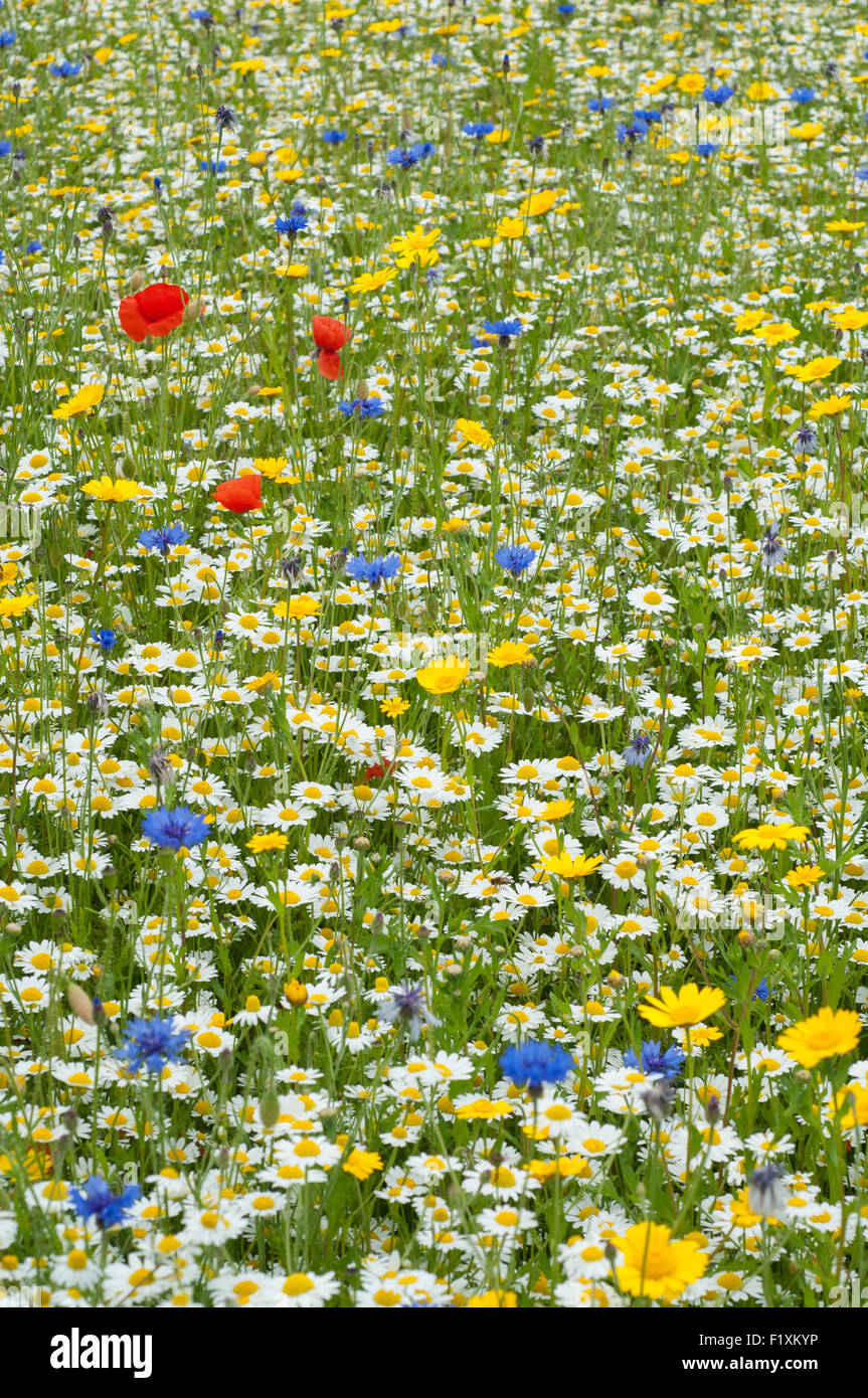 In estate pascoli fioriti. Foto Stock