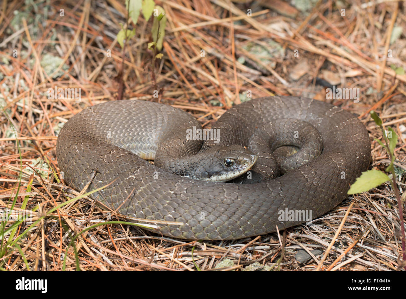 Grigio hognose orientali snake - Heterodon platyrhinos Foto Stock