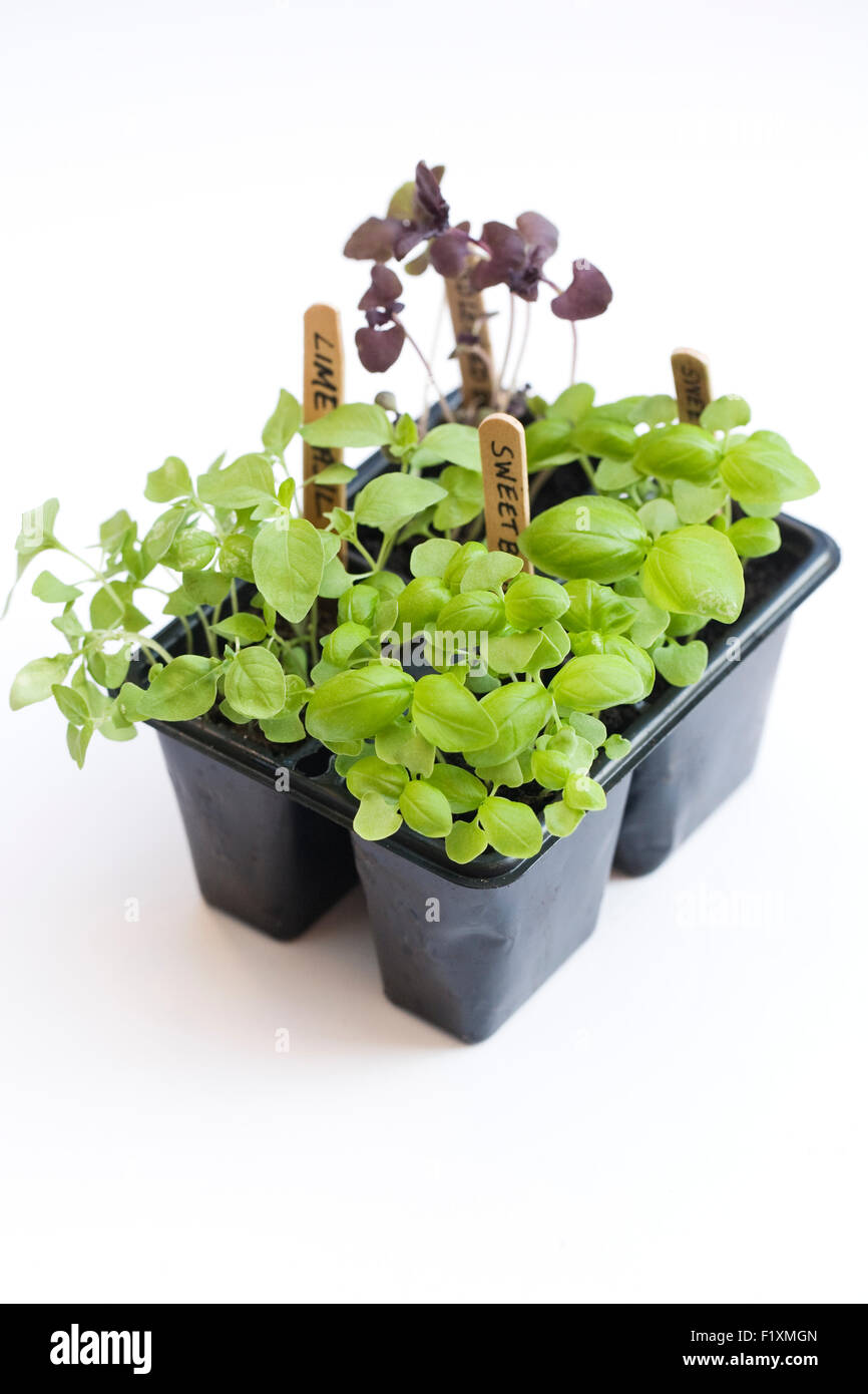 Ocimum basilicum. Piantine di basilico pronto per trapiantare. Foto Stock