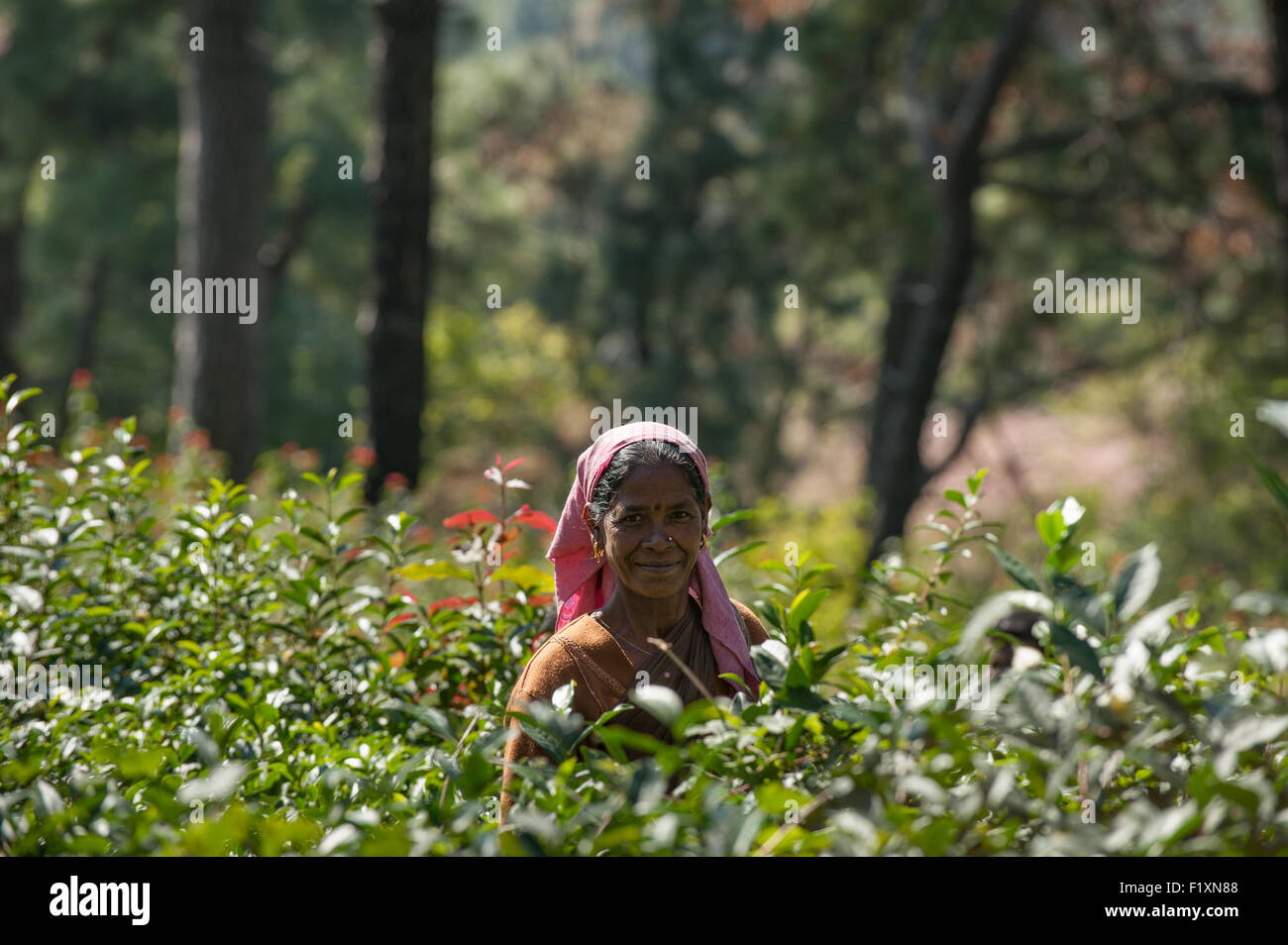 Dharamsala, Himachal Pradesh, India. Raccoglitrice di tè. Foto Stock
