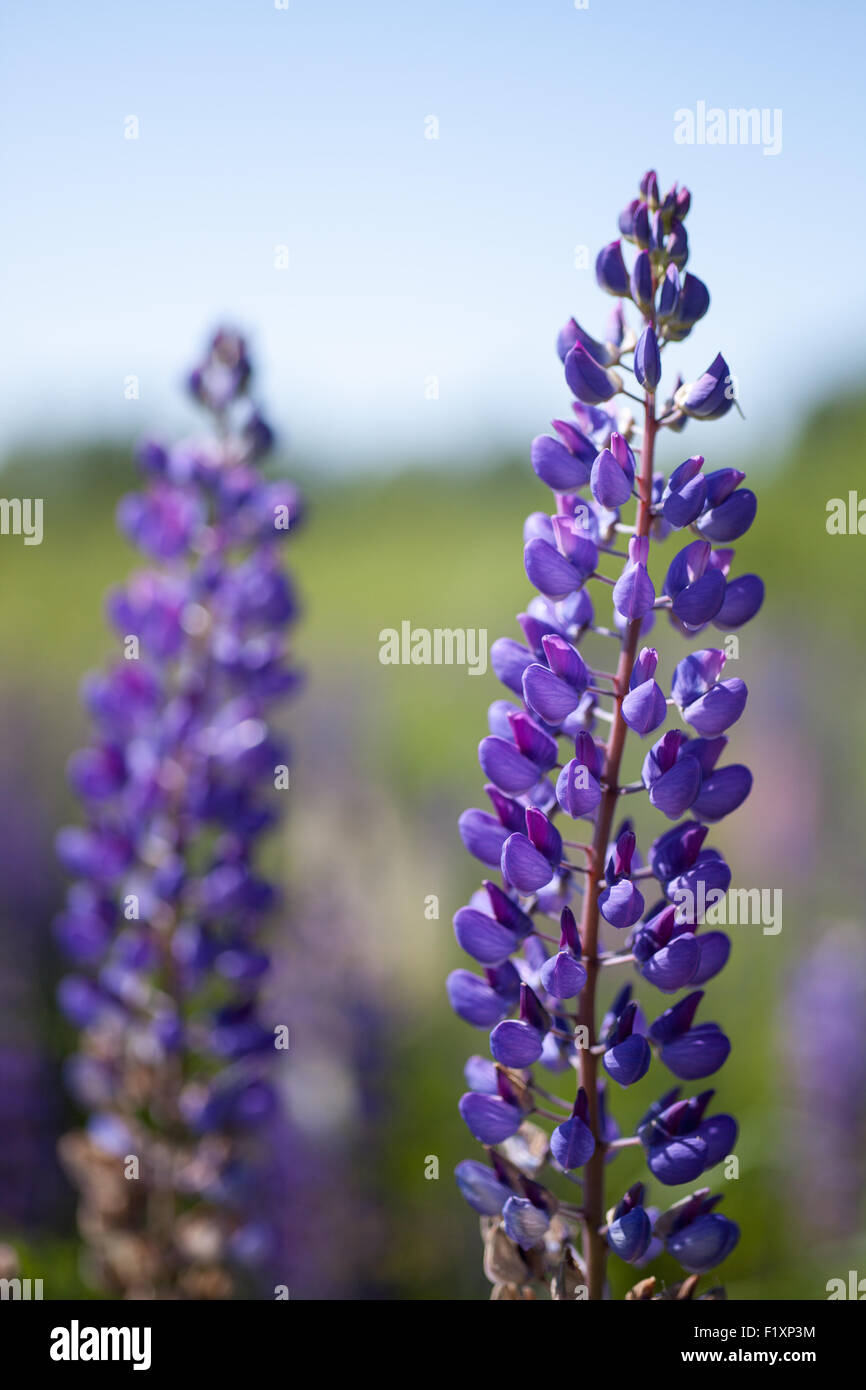Fiore di lupino con sfondo sfocato Foto Stock