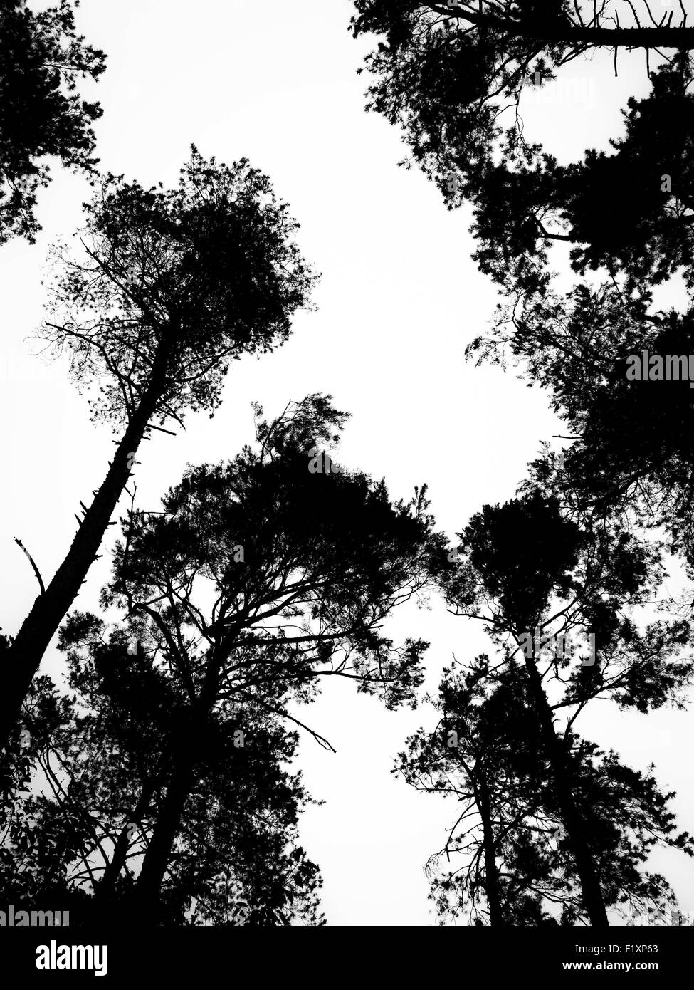 Sett. 6, 2015 - Foresta di Pini su sky da anteye visualizzazione © Igor Goloniov/ZUMA filo/Alamy Live News Foto Stock