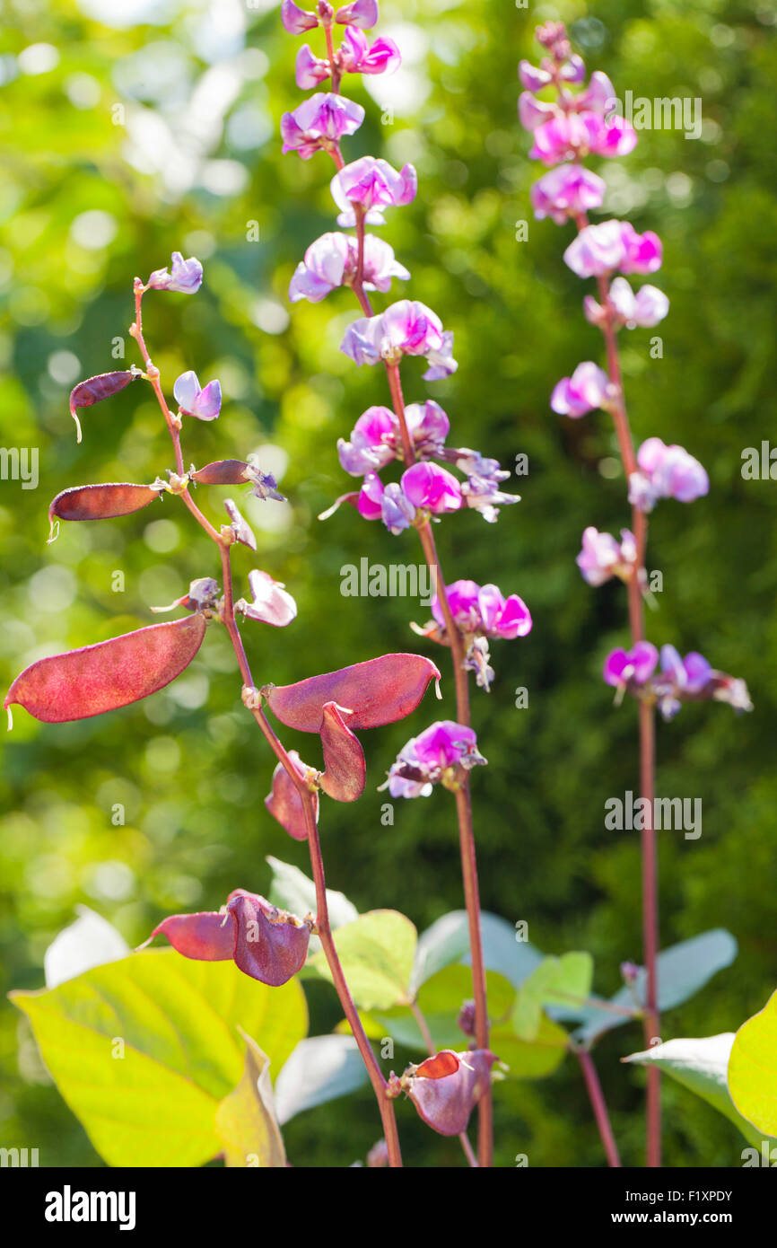 Fagiolo di giacinto fiori (Lablab purpureus) Foto Stock